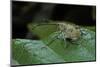 Curculio Elephas (Chestnut Weevil)-Paul Starosta-Mounted Photographic Print