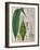 Curcuma Longa (Turmeric) from 'Kohler's Medicinal Plants' by Franz Eugen Kohler-German School-Framed Giclee Print