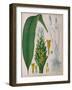 Curcuma Longa (Turmeric) from 'Kohler's Medicinal Plants' by Franz Eugen Kohler-German School-Framed Giclee Print