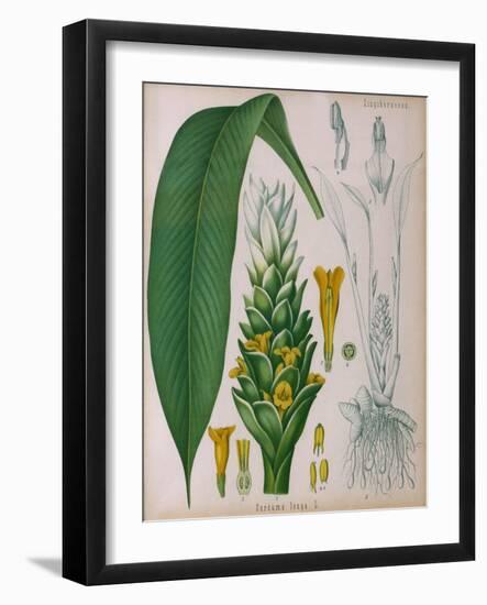 Curcuma Longa (Turmeric) from 'Kohler's Medicinal Plants' by Franz Eugen Kohler-German School-Framed Giclee Print