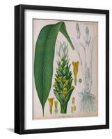 Curcuma Longa (Turmeric) from 'Kohler's Medicinal Plants' by Franz Eugen Kohler-German School-Framed Giclee Print