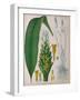 Curcuma Longa (Turmeric) from 'Kohler's Medicinal Plants' by Franz Eugen Kohler-German School-Framed Giclee Print