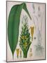 Curcuma Longa (Turmeric) from 'Kohler's Medicinal Plants' by Franz Eugen Kohler-German School-Mounted Giclee Print