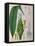 Curcuma Longa (Turmeric) from 'Kohler's Medicinal Plants' by Franz Eugen Kohler-German School-Framed Stretched Canvas