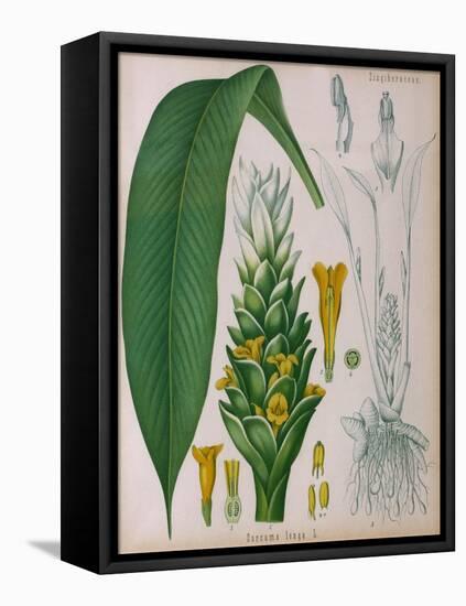 Curcuma Longa (Turmeric) from 'Kohler's Medicinal Plants' by Franz Eugen Kohler-German School-Framed Stretched Canvas