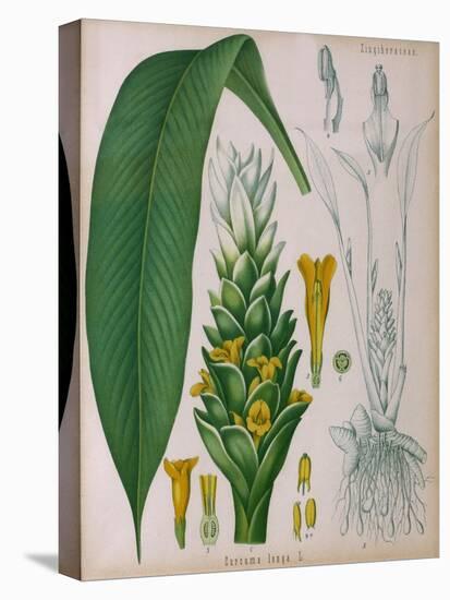 Curcuma Longa (Turmeric) from 'Kohler's Medicinal Plants' by Franz Eugen Kohler-German School-Stretched Canvas