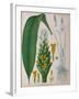 Curcuma Longa (Turmeric) from 'Kohler's Medicinal Plants' by Franz Eugen Kohler-German School-Framed Giclee Print