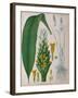 Curcuma Longa (Turmeric) from 'Kohler's Medicinal Plants' by Franz Eugen Kohler-German School-Framed Giclee Print