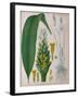 Curcuma Longa (Turmeric) from 'Kohler's Medicinal Plants' by Franz Eugen Kohler-German School-Framed Giclee Print