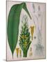 Curcuma Longa (Turmeric) from 'Kohler's Medicinal Plants' by Franz Eugen Kohler-German School-Mounted Giclee Print