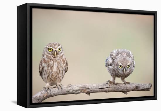 Curiosity of Chick-Eyal Amer-Framed Stretched Canvas