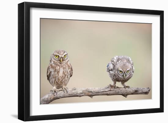 Curiosity of Chick-Eyal Amer-Framed Photographic Print
