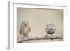 Curiosity of Chick-Eyal Amer-Framed Photographic Print