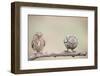 Curiosity of Chick-Eyal Amer-Framed Photographic Print