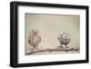 Curiosity of Chick-Eyal Amer-Framed Photographic Print