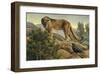 Curiosity-Kalon Baughan-Framed Art Print