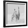 Curiosity-James Cai-Framed Photographic Print