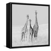 Curiosity-James Cai-Framed Stretched Canvas