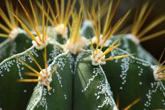 Close up of Globe Shaped Cactus with Long Thorns-Curioso-Photographic Print