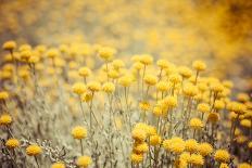 Field Flowers/Buttercup-Curioso Travel Photography-Stretched Canvas