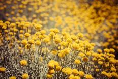 Field Flowers/Buttercup-Curioso Travel Photography-Mounted Photographic Print