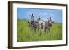 Curious / Annoyed / Curious-Andreas Feldtkeller-Framed Giclee Print