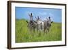 Curious / Annoyed / Curious-Andreas Feldtkeller-Framed Giclee Print