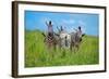 Curious - Annoyed - Curious-Andreas Feldtkeller-Framed Photographic Print