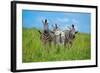 Curious - Annoyed - Curious-Andreas Feldtkeller-Framed Photographic Print