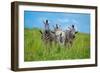 Curious - Annoyed - Curious-Andreas Feldtkeller-Framed Photographic Print