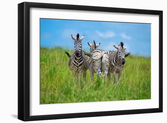 Curious - Annoyed - Curious-Andreas Feldtkeller-Framed Photographic Print