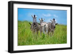 Curious - Annoyed - Curious-Andreas Feldtkeller-Framed Photographic Print