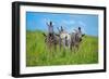 Curious - Annoyed - Curious-Andreas Feldtkeller-Framed Photographic Print