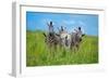 Curious - Annoyed - Curious-Andreas Feldtkeller-Framed Photographic Print