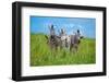 Curious - Annoyed - Curious-Andreas Feldtkeller-Framed Photographic Print