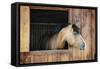 Curious Brown Horse Looking out Stable Window-elenathewise-Framed Stretched Canvas
