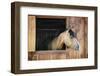 Curious Brown Horse Looking out Stable Window-elenathewise-Framed Photographic Print