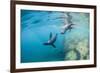 Curious California Sea Lion Pups (Zalophus Californianus), Underwater at Los Islotes-Michael Nolan-Framed Photographic Print