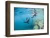 Curious California Sea Lion Pups (Zalophus Californianus), Underwater at Los Islotes-Michael Nolan-Framed Premium Photographic Print