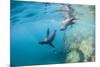 Curious California Sea Lion Pups (Zalophus Californianus), Underwater at Los Islotes-Michael Nolan-Mounted Premium Photographic Print