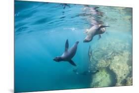 Curious California Sea Lion Pups (Zalophus Californianus), Underwater at Los Islotes-Michael Nolan-Mounted Premium Photographic Print