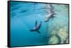 Curious California Sea Lion Pups (Zalophus Californianus), Underwater at Los Islotes-Michael Nolan-Framed Stretched Canvas