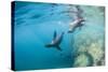 Curious California Sea Lion Pups (Zalophus Californianus), Underwater at Los Islotes-Michael Nolan-Stretched Canvas