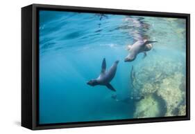 Curious California Sea Lion Pups (Zalophus Californianus), Underwater at Los Islotes-Michael Nolan-Framed Stretched Canvas