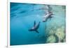 Curious California Sea Lion Pups (Zalophus Californianus), Underwater at Los Islotes-Michael Nolan-Framed Photographic Print