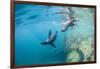 Curious California Sea Lion Pups (Zalophus Californianus), Underwater at Los Islotes-Michael Nolan-Framed Photographic Print