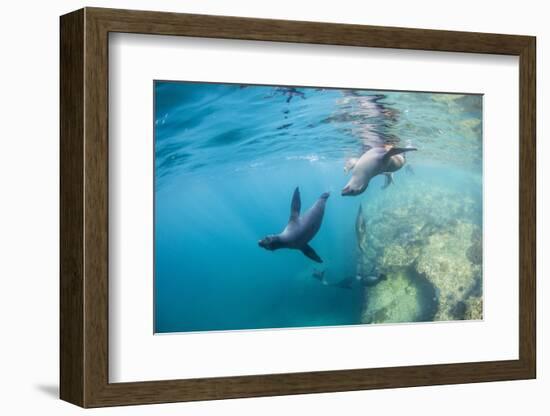 Curious California Sea Lion Pups (Zalophus Californianus), Underwater at Los Islotes-Michael Nolan-Framed Photographic Print