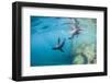 Curious California Sea Lion Pups (Zalophus Californianus), Underwater at Los Islotes-Michael Nolan-Framed Photographic Print