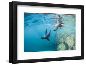 Curious California Sea Lion Pups (Zalophus Californianus), Underwater at Los Islotes-Michael Nolan-Framed Photographic Print