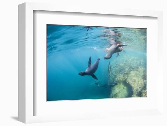 Curious California Sea Lion Pups (Zalophus Californianus), Underwater at Los Islotes-Michael Nolan-Framed Photographic Print